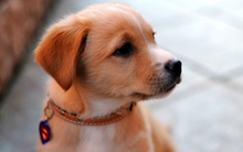 animals dogs superman logo 2560x1600 wallpaper 